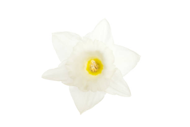 one White flower narcissus isolated one White flower narcissus isolated on a white background 7944 stock pictures, royalty-free photos & images