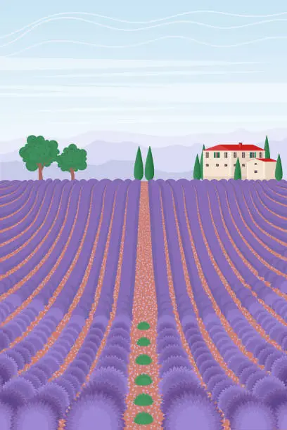 Vector illustration of Lavender field landscape. Summer vertical background. Vector illustration in flat style