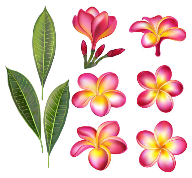 ilustraciones, imágenes clip art, dibujos animados e iconos de stock de conjunto de plumeria rosa - plumeria