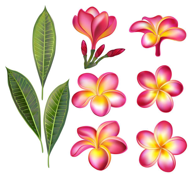 Set of pink plumeria Set of artistically drawn, pink flowers, buds and green plumeria leaves on white background. Design elements. plumeria stock illustrations