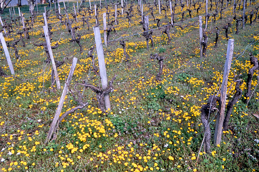 vine stocks and flowers golden buds