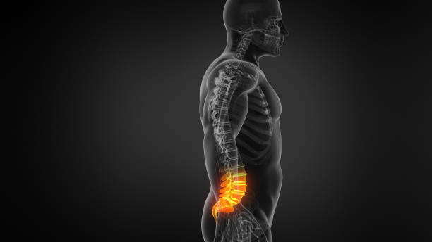 human anatomy animation showing spine structure. - medical animation imagens e fotografias de stock