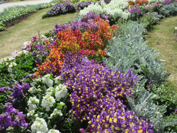 istock Spring flowerbed with many colorful flowers in full bloom 1392088618