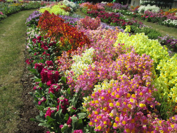 istock Spring flowerbed with many colorful flowers in full bloom 1392088661