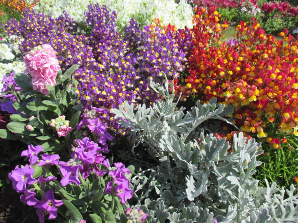 istock Spring flowerbed with many colorful flowers in full bloom 1392088666