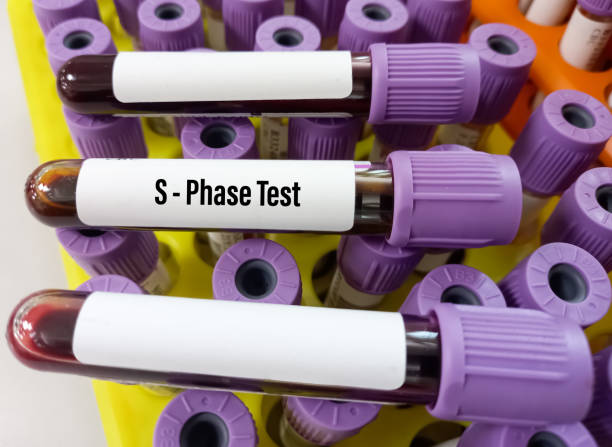 blood sample for s phase(cell cycle analysis) test, quantitative flow cytometry, dna cell cycle analysis - blood red blood cell blood cell blood sample imagens e fotografias de stock