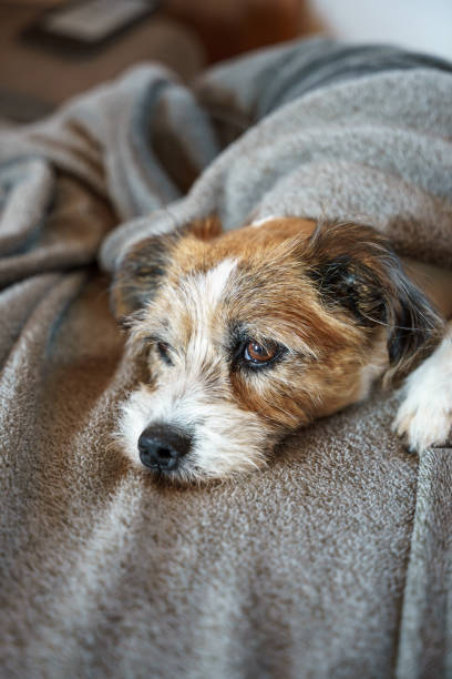 istock Close up of a small dog on a sofa 1392088920