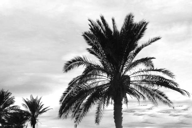 istock Tropical palms and beautiful sky on background. Black and white tone 1392090813
