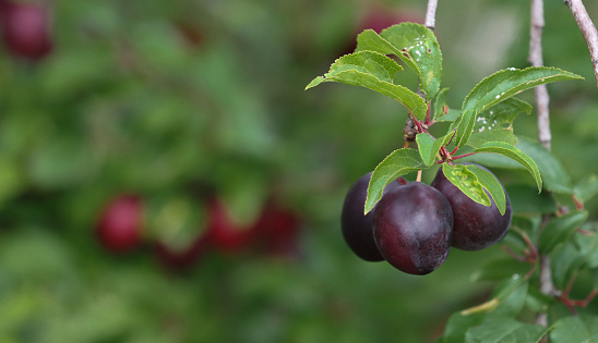 Fruits of blue plum on a branch with green leaves close-up