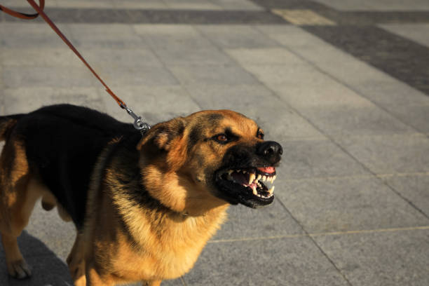 perro pastor alemán agresivo en la calle de la ciudad - dog bite fotografías e imágenes de stock