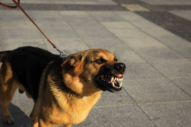 Aggressive German Shepherd dog on city street Aggressive German Shepherd dog on city street cruel stock pictures, royalty-free photos & images