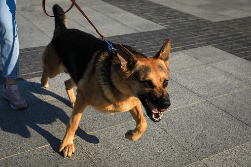 Woman with her aggressive dog walking outdoors, closeup