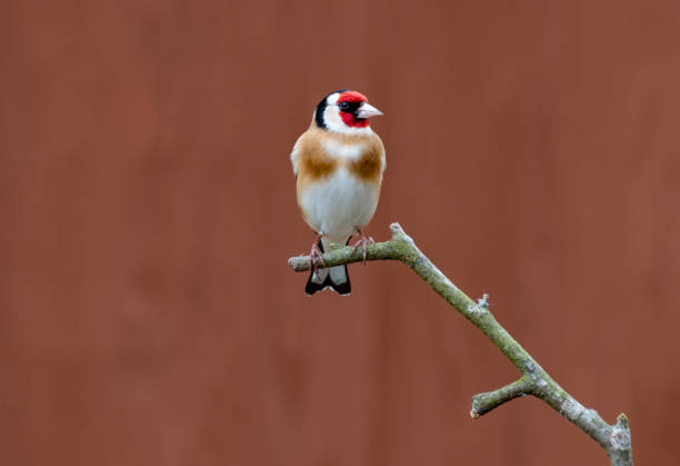 The European Goldfinch is a small passerine bird, smaller than a sparrow and easy to recognize.