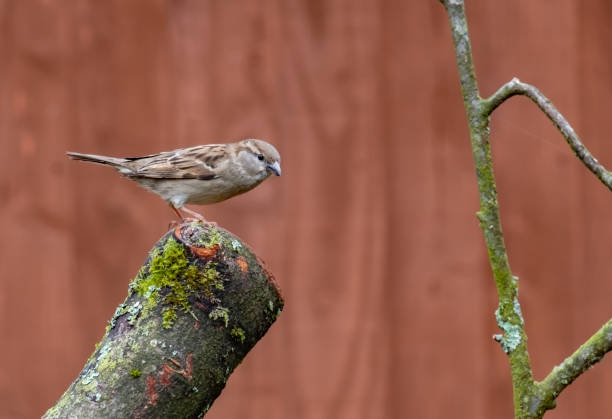 Sparrow (Passer domesticus) On  A Log Against A Plain Brown Background Sparrow on a log against a plain brown background. passer domesticus stock pictures, royalty-free photos & images