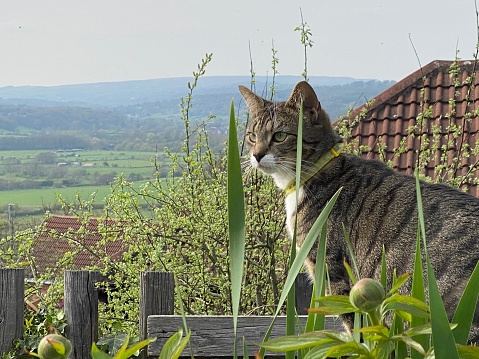 Cute young cat exploring and playing in a garden