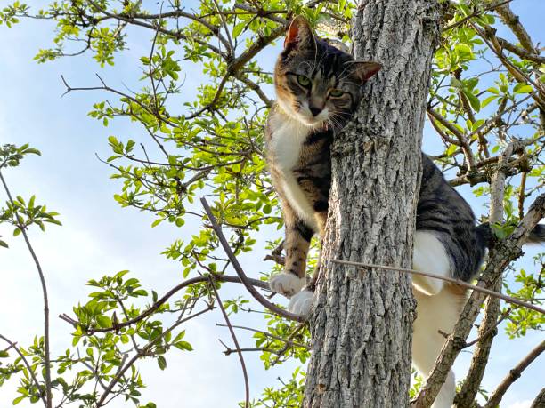 Cute young cat exploring and playing in a garden