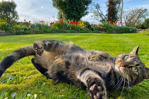 Cute young tabby cat playing in a garden.