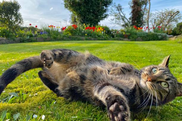 Cute young tabby cat playing in a garden. stock photo