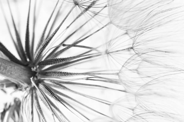 istock Dandelion seed head, closeup. Black and white tone 1392092989