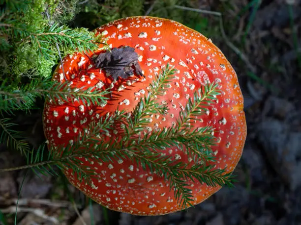 Photo of Red fly agaric against the background of the forest. Red fly agaric mushroom in the grass. Amanita muscaria.