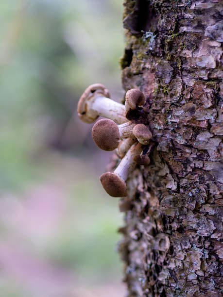 hongo de la miel hongos en el talón del árbol en el bosque de otoño. armillaria mellea. - honey agaric fotografías e imágenes de stock