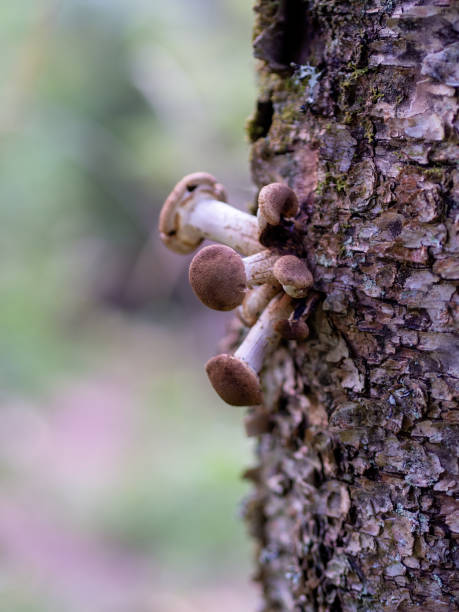 fungo del miele funghi allo stub dell'albero nella foresta autunnale. armillaria mellea. - honey agaric foto e immagini stock