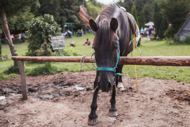 Beautiful horse in the country