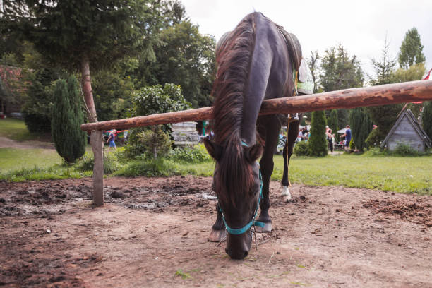 Beautiful horse in the country