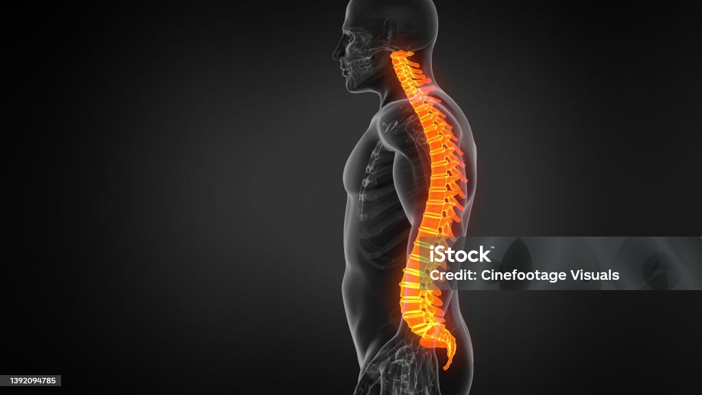 Anatomy Of Human Spine Stock Photo Biology Diagrams