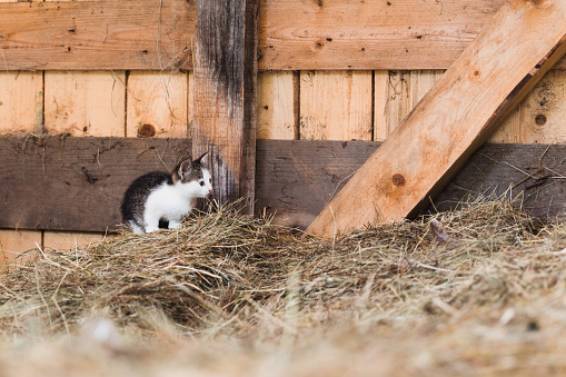 Small beautiful cat standing on a haystack outdoors