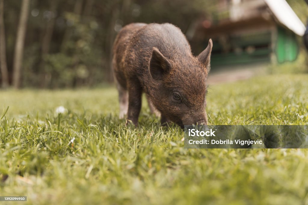 Cute baby piglets feeding on the grass Adorable small Iberian pigs walking and eating grass on a farm Farm Stock Photo