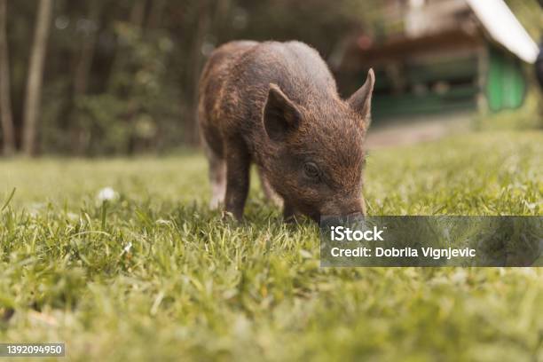 Cute Baby Piglets Feeding On The Grass Stock Photo - Download Image Now - Farm, Food, Iberian Pig
