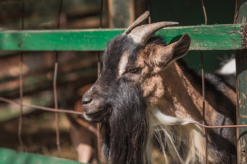 A goat looks at us