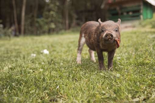 Adorable small Iberian pigs walking and eating grass on a farm