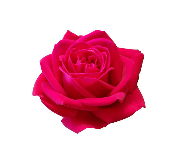 istock Rose flower isolated on white background 1392095043