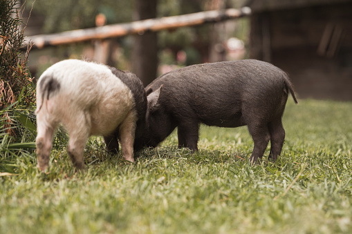 A field of pigs in the Norfolk countryside.