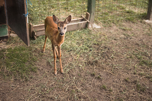 Fawn - young deer living at the petting zoo
