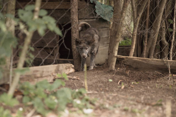 Dangerous gray wolf at the ZOO