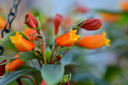 There are about 125 species of succulents which make up genus Kalanchoe. They may be annuals, perennials, or bi-annuals and have spreading, mounting, shrubby, climbing or tree-like habits.