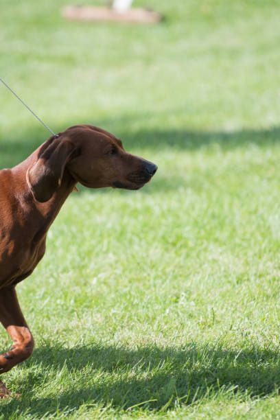 redbone coonhound si sposta nel telaio - redbone coonhound foto e immagini stock