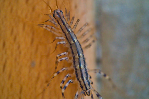 le gros plan du mille-pattes de la maison, scutigera coleoptrata - centipede poisonous organism toxic substance insect photos et images de collection