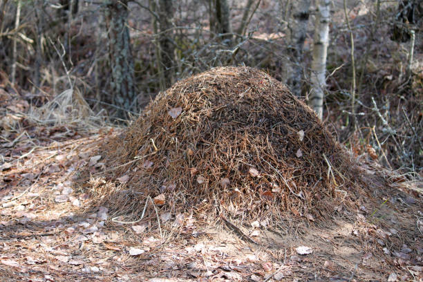 istock Red wood ant (Formica rufa) anthill in forest. April, Belarus 1392099182