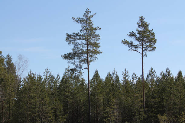 istock Landscape with pine forest and blue sky in spring. April, Belarus 1392099217