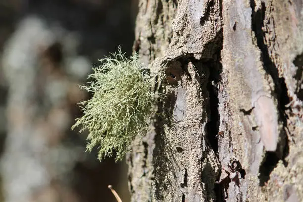 Beard lichen (Usnea hirta) in wild nature on tree bark