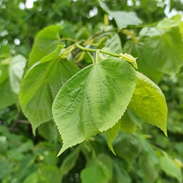 istock Linden tree, spring freshness of leaves, natural foliage background 1392103781