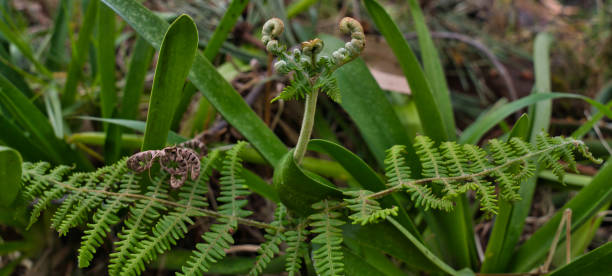 nahaufnahme junger triebe an einer gewöhnlichen bracken pteridium aquilinum pflanze, farn madeira, portugal - fern leaf plant close up stock-fotos und bilder