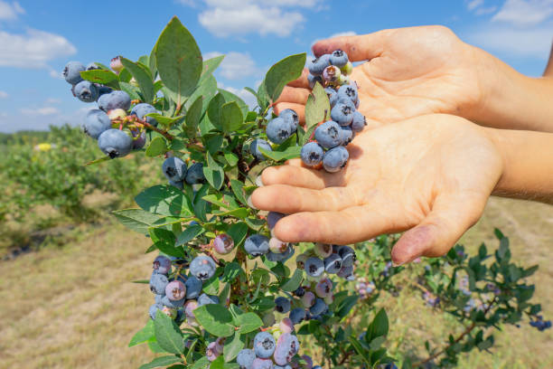 istock Hands holding a blueberry twig in hands outdoors 1392106905