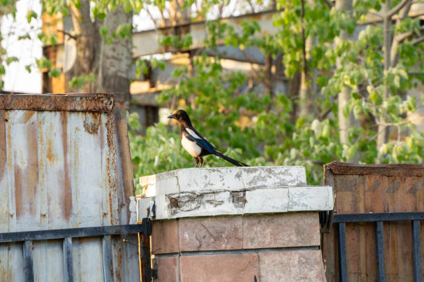 A large Magpie bird enjoying the summer sunshine, in a garden of a house.