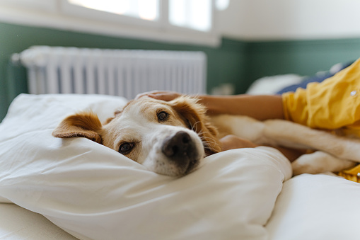 Photo of a young woman and her dog enjoying relaxed, easy morning in their bedroom; the morning routine of a young woman and her pet.