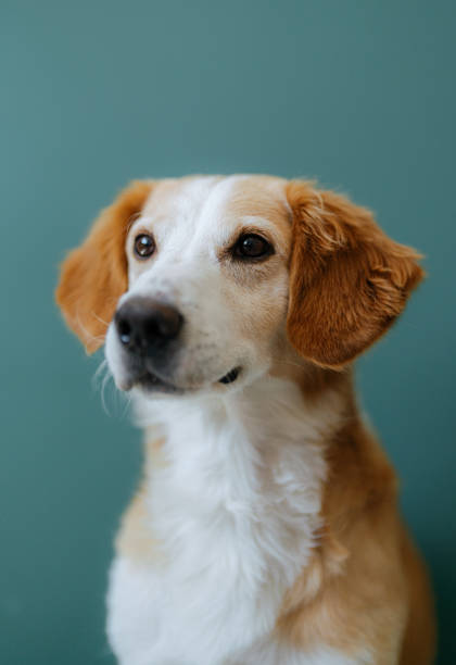 istock Portrait of a dog 1392114658